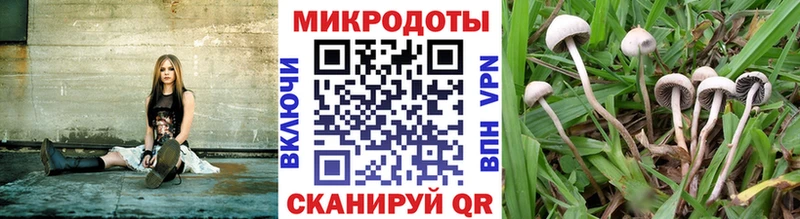 mega как войти  Краснообск  Галлюциногенные грибы Cubensis 